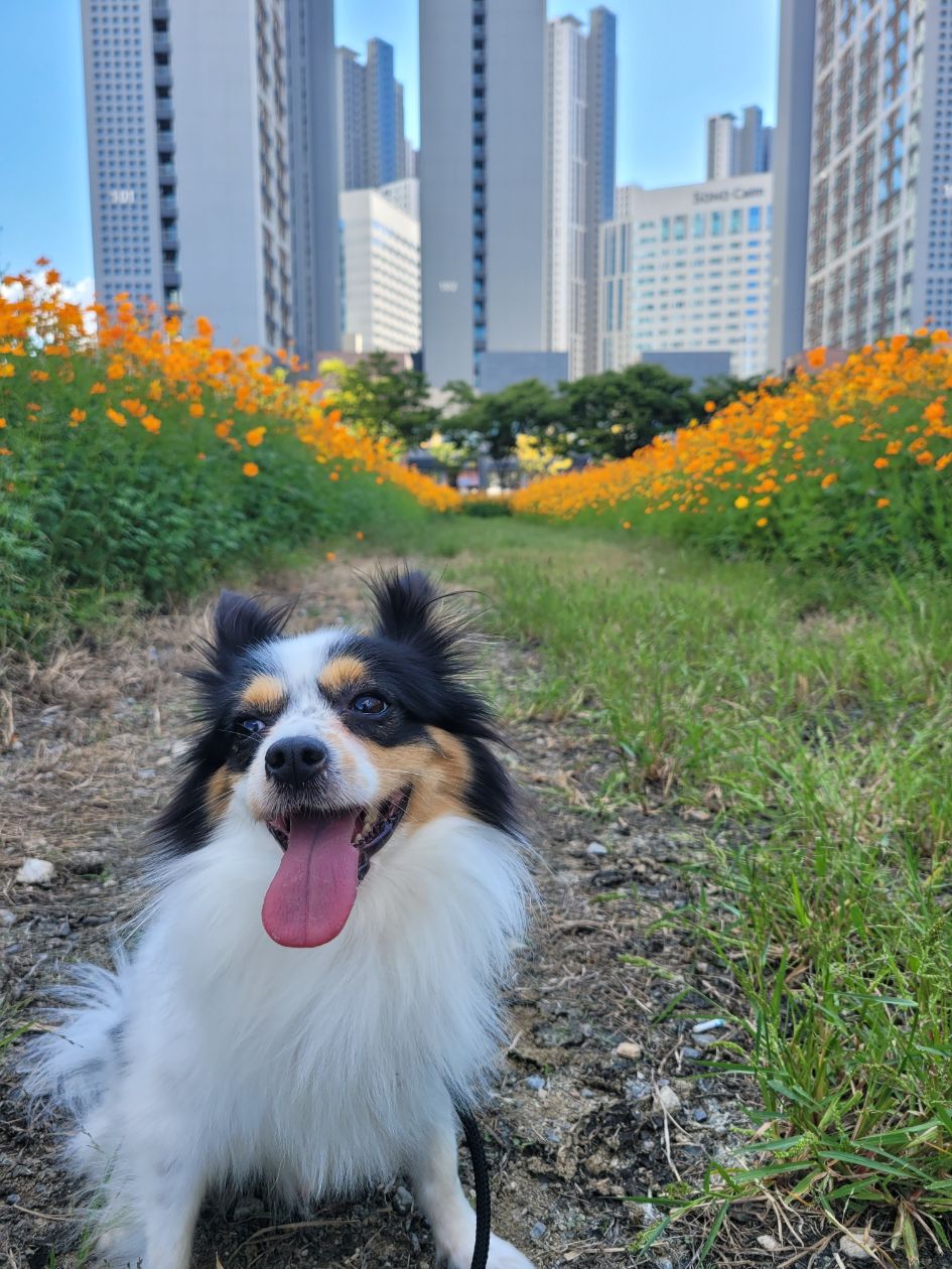첨부 이미지